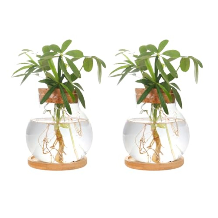 Propagation Station Vase - Plant Propagation Station, Hydroponic Glass Container