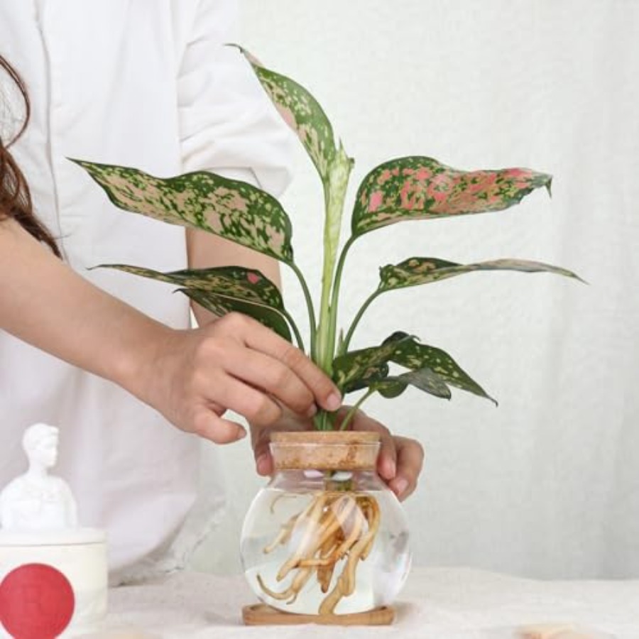 Plant Propagation Station, Hyd – обзор и цена Propagation Station Vase