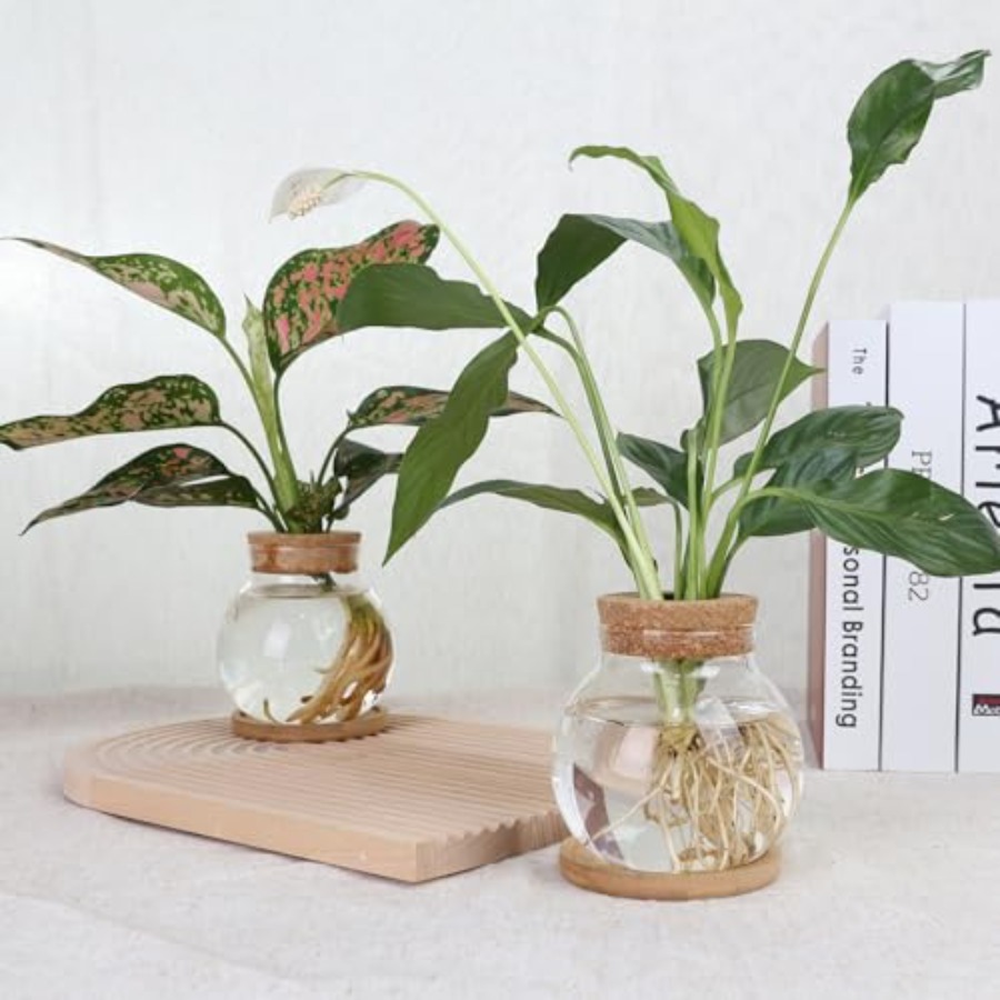 Plant Propagation Station, Hyd – обзор и цена Propagation Station Vase