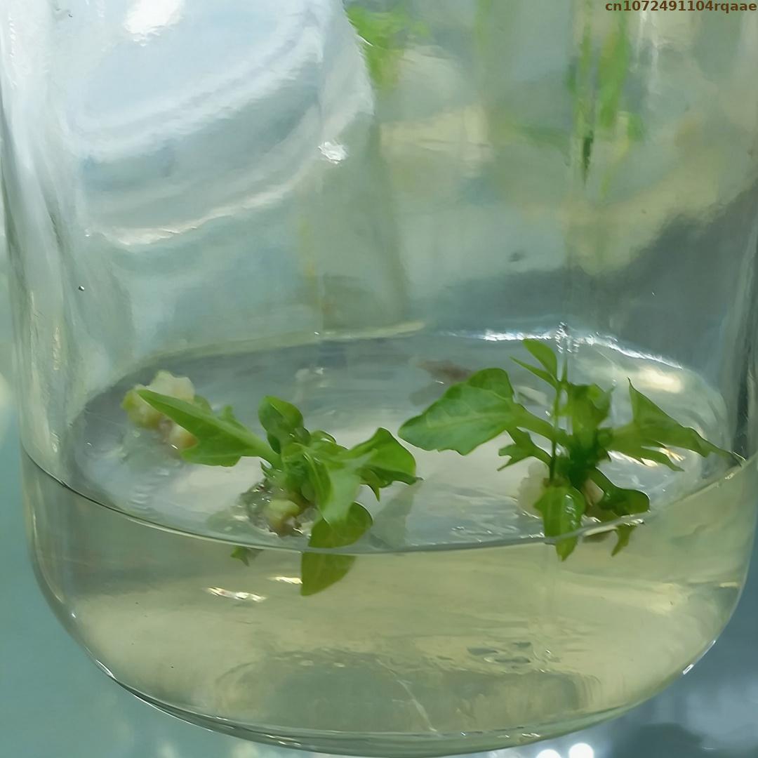 Premium Plant Tissue Culture A – обзор и цена Agar Tissue Culture
