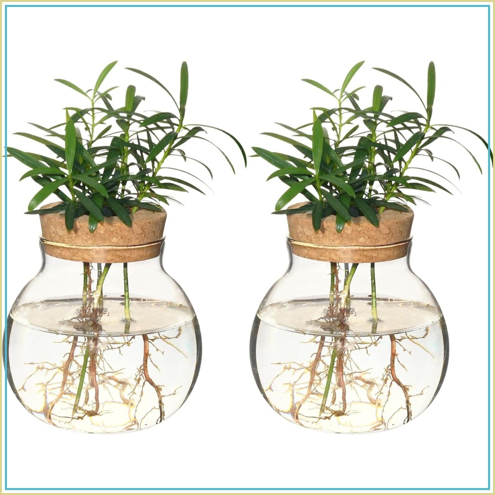 Hydroponic Plant Propagation S – обзор и цена Propagation Station Vase